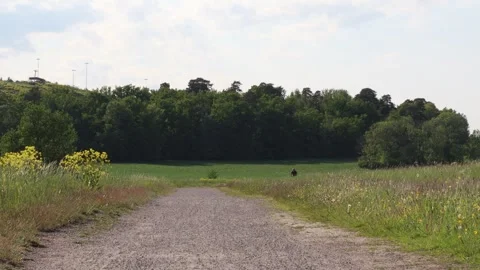 Summer road. Stock Footage 247738557