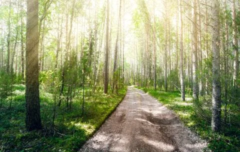 Summer road landscape Stock Photos