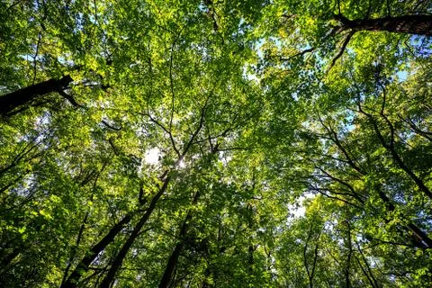 Summer road through deciduous green forest  Stock Photos