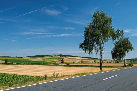 Summer road through golden fields. 库存照片