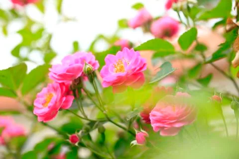In the summer, rose is blooming Stock Photos