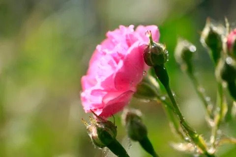 In the summer, rose is blooming Stock Photos