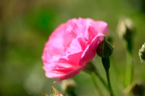 In the summer, rose is blooming Stock Photos