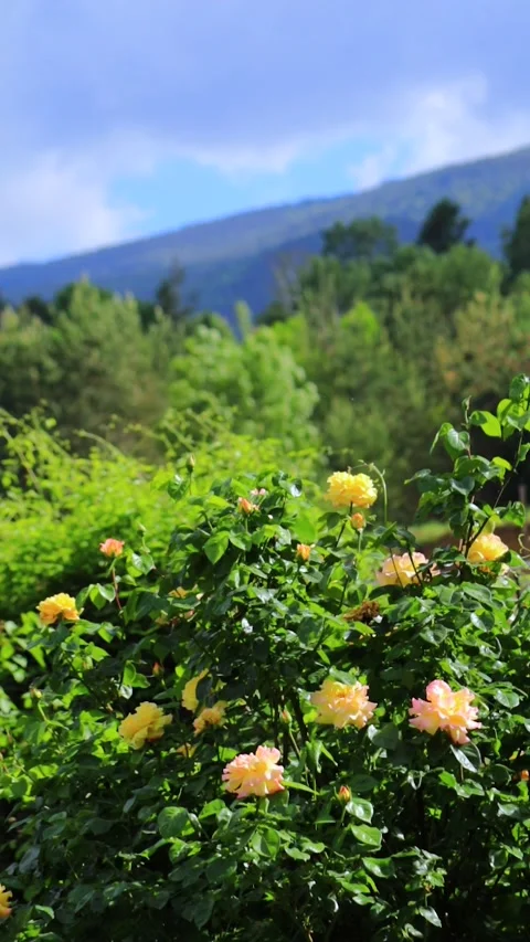 Summer rose garden with dramatic clouds and mountain landscape, blooming flowers Stock Footage 342035776