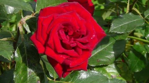 Summer rose Foto stock