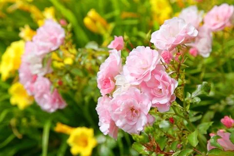 Summer roses Stock Photos
