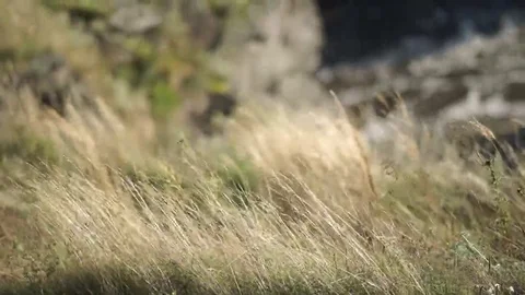 Summer rough river. Stock Footage 69094197