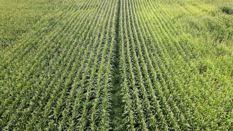 Summer Rows of Corn Stalks Stock Footage 232449985