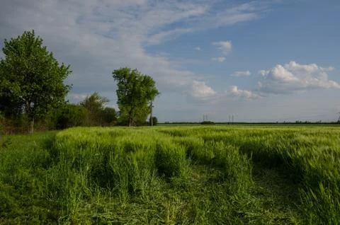 Summer rural landscape. green wheat field on the background of beautiful clou Stock Photos