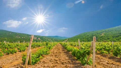 Summer rural scene, vineyard under a sparkle sun Vídeos de archivo 141209522