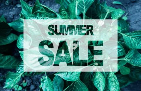 Summer sale poster template with leaves pattern Stock Photos