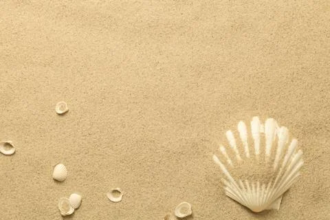Summer, Sand Background with Shells Stock Photos