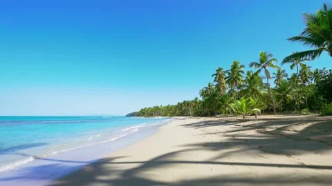Summer sandy beach with palm trees and blue sea waves against a bright sky. Stock-Footage 170154067