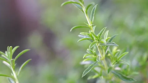 Summer savory in the garden Video stock 134523174