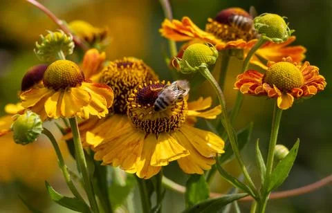 Summer scene: bees on bright Helenium flowers Stock Photos
