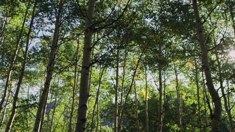 Summer scene looking up into the tree canopy with green aspen Stock Footage 127461899