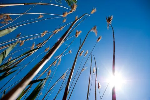 Summer scene Stock Photos