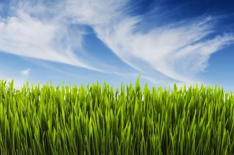 Summer scene Stock Photos