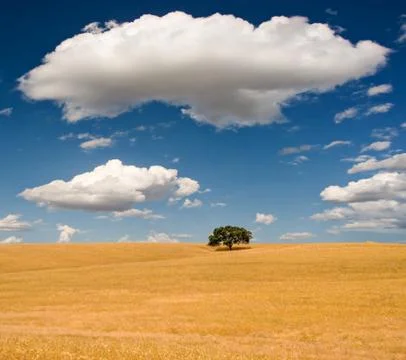Summer scene Stock Photos