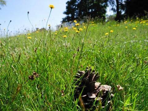 Summer scene with a pinecone in some long grass with dandelions on a sunny day Stock Photos