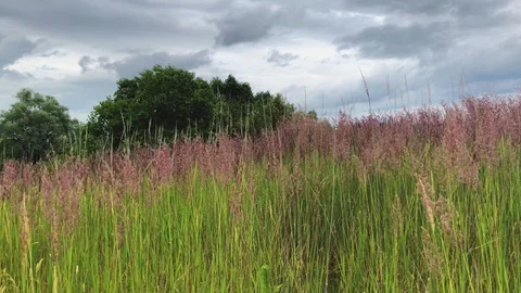 Summer scene of reeds Stock Footage 91853724