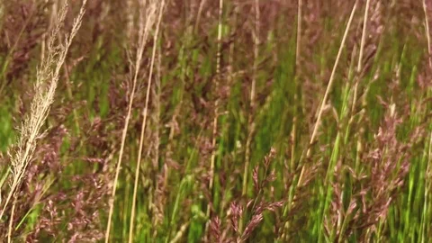 Summer scene of reeds Stock Footage 91933672