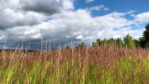 Summer scene of reeds Stock Footage 91934329
