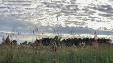 Summer scene of reeds Stock Footage 91939411