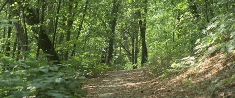 Summer scene in the woods 4k scope video Stock Footage 316945891