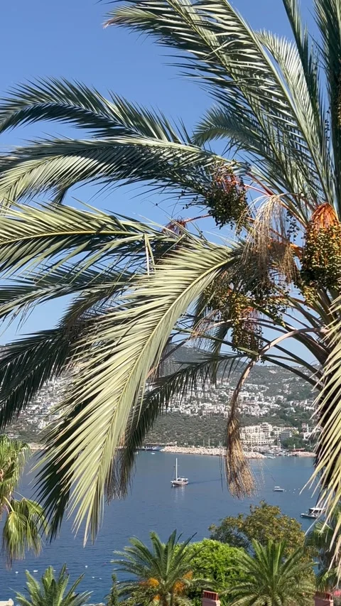 Summer scenery with palm tree and boat in the sea Stock Footage 336975361