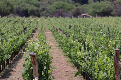 Summer scenery with wineyard rows with unsharp foreground in the evening during Stock Photos