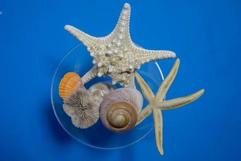 Summer sea background - shells and corals on a blue background. Beautiful exotic Stock Photos