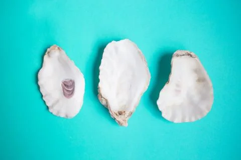 Summer sea background - three shells on a blue mint background. Stock Photos
