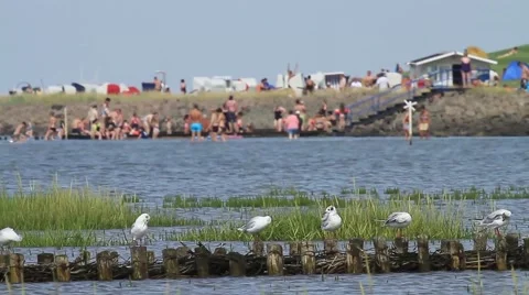 Summer at the Sea Stock Footage 40926195