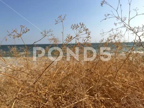 Summer sea shore Stock Photos