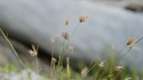 Summer season Stock Footage 96207464