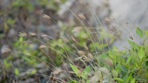 Summer season Stock Footage 96207489