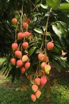 Summer Season Fruit "Litchi" Stock Photos