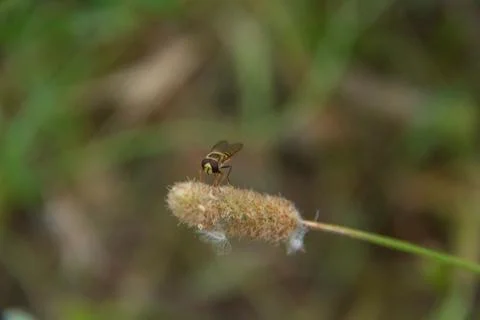 Summer Serenade: Hoverfly on Grass Blade Stock Photos