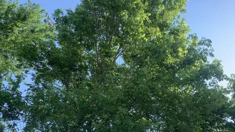Summer Serenity: Rotating Shot of Tree Leaves Against Clear Sky Stock Footage 246225254