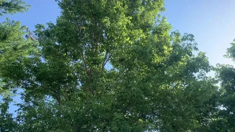 Summer Serenity: Rotating Shot of Tree Leaves Against Clear Sky Stock Footage 246225257