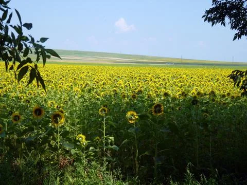 Summer session Stock Photos
