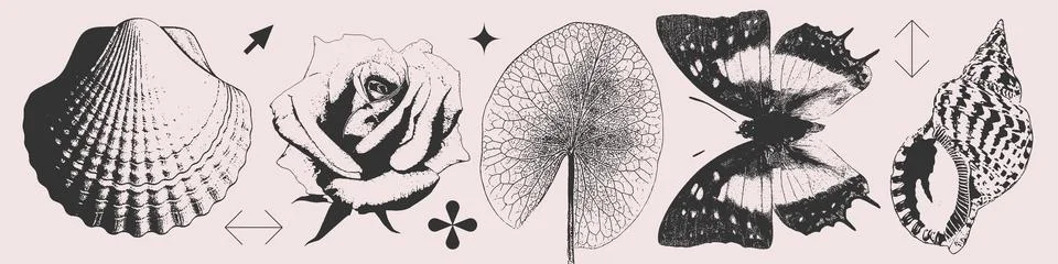 Summer Set of seashells, rose, leaf, butterfly in photocopy halftone Y2K style 스톡 일러스트