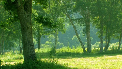 Summer Shade Video stock 332815027