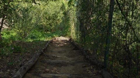 Summer shade path Stock Footage 233325726