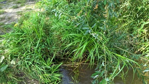 Summer shore Stock Footage 115941658