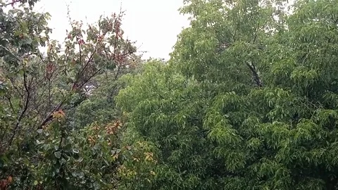 Summer shower. Stock Footage 313008137