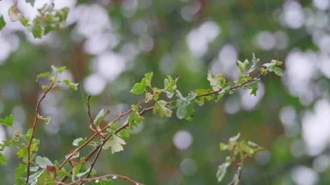 Summer shower raining garden scene downfall dripping from plants shrubs trees Stock Footage 319981697