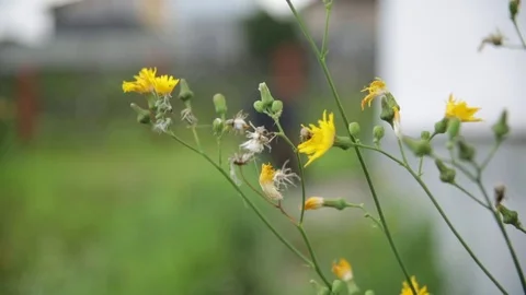 Summer in Siberia - flowers Stock Footage 81925205