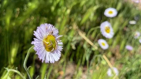 🌼 Summer Simplicity: Close-up of Tiny Daisies in a Sunlit Meadow Stock Photos